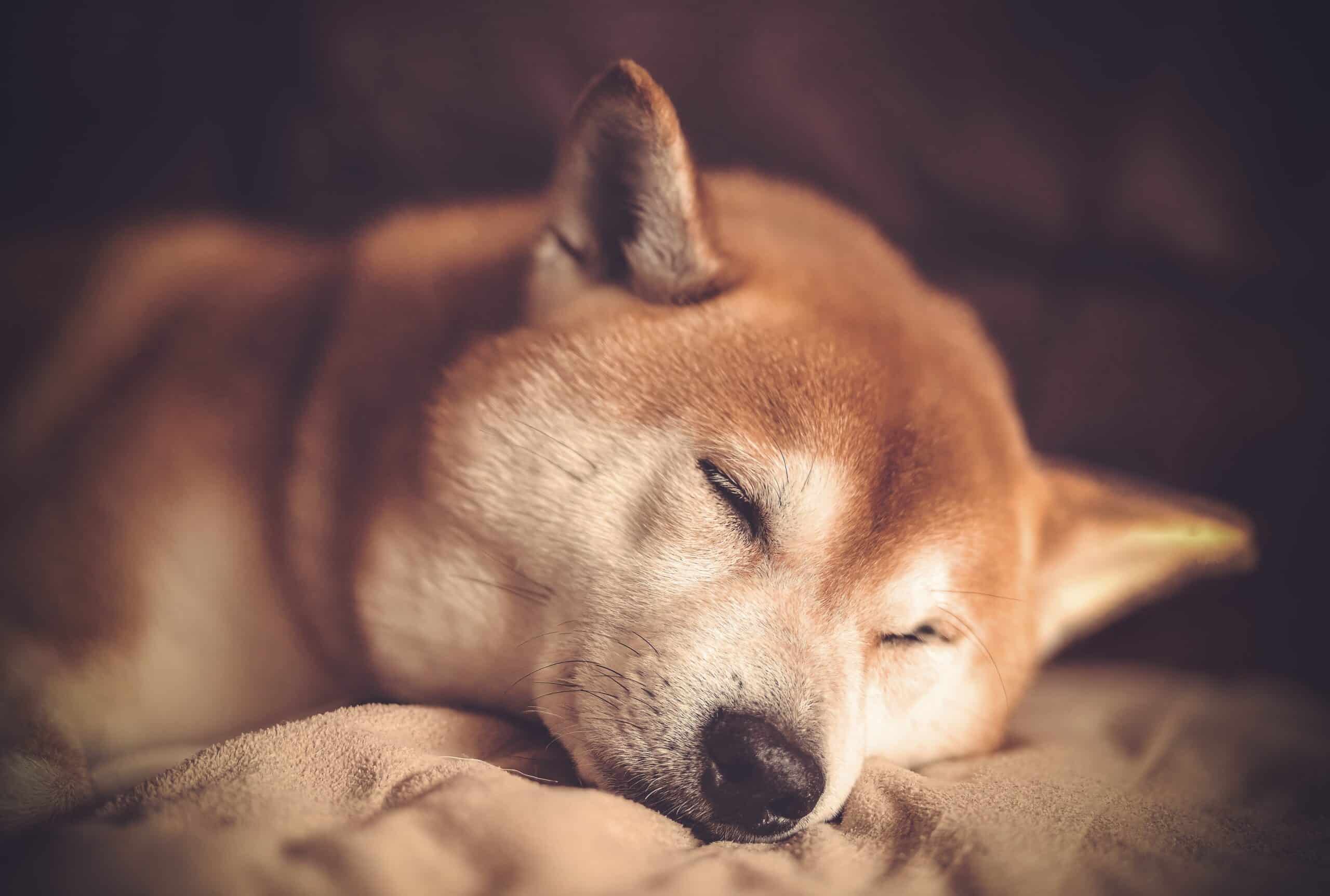 Close-up of an orange tabby cat sleeping with eyes closed on a soft beige blanket.